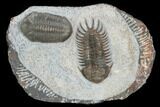 Crotalocephalus & Struveaspis Trilobites - Jorf, Morocco #130497-1